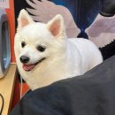 마이핫독 이미지