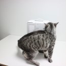 고양이 자동급식기 - 이루미 펫 고양이 강아지 자동 급식기