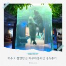 뉴나이스노래연습장 | 여수 가볼만한곳 여수 아쿠아플라넷 티켓 할인 주차 다녀온 솔직후기