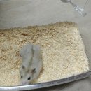 햄스터 다락방 이미지