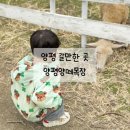 우리목장 | 경기도 근교 주말에 아이랑 갈 곳 양평양떼목장 양평여행 후기