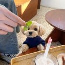 장재영외과동물병원 | 장재영외과동물병원-슬개골 초진 예약+내돈내산