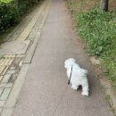 뽀송펫 이미지