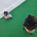 땡글땡굴 이미지