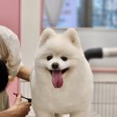 엘리펫 살롱 이미지