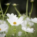 COSMOS/별,꽃 이미지