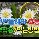 흰민들레의 효능과 부작용 그리고 먹는방법은 이미지