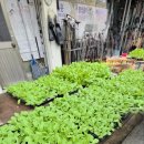 흥농종묘 이미지