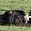 알타이항공(주) 이미지