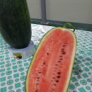 찬들애 이미지