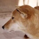 복개루