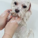 향기펫샵 이미지