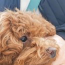 해피트리 동물병원 이미지