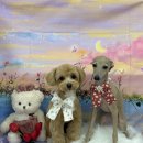 라온펫미용실 이미지