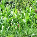 옥수수(corn)의효능 이미지