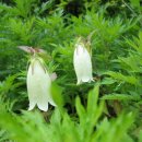 산새소리물소리 이미지