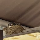 동양솥밥 평택역점 이미지