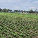 송아지농장 이미지