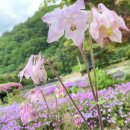 강애산애 이미지