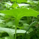 나래민박 이미지