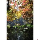 11월11일(화) 고창 선운사의 단풍 이미지