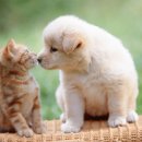 강아지랑고양이 이미지