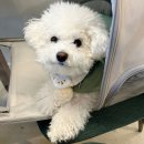 바닐라 애견샵 | 대구 상인동 애견동반 직접 만드는 디저트가 맛있는 카페 어뉴