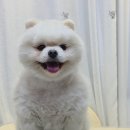 포유댕 이미지
