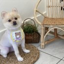 아미고펫 이미지