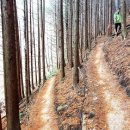 상관편백숲길 이미지