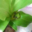 [인천,부천,서울]골든 세이지 리드프록 한쌍, 라임리드프록5마리(암3,수2), 라임리드프록 올챙이 18마리(자체 번식), 도트리드프록 올챙이 2마리 분양합니다. 이미지