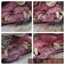 Dr.주 동물병원 | 강동구 동물병원 노령견 스케일링 Dr.주 동물병원