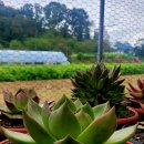 엘도라도 이미지