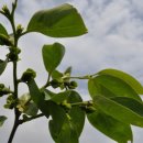 봉오리농장 이미지