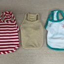 강아지 뷰티 이미지