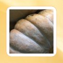 늙은 개 | 만삭 임산부 선물 인기 있는 늙은호박즙 추천