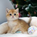 울산고양이분양 도레미캣 이미지