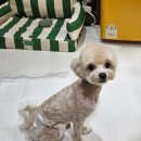 멜팅그루밍 이미지