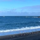 해송피크닉장 이미지