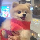 파니오락실 이미지