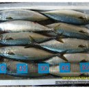 은가비송 이미지