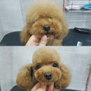 미용하는 강아지 이미지