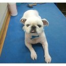 아라애견 이미지