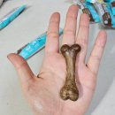 [유자의 헌터본] 맛있게 덴탈케어하기 좋은 헌터본 사슴