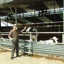 오뚜기 목장 이미지