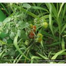 숲속이레어린이집 이미지