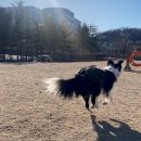 덕수공원반려견놀이터 이미지