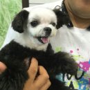 팬더애견샵 이미지