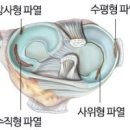 PCL[(후방십자인대) Posterior cruciate ligament] 이미지