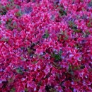 갤러리순 이미지